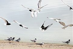 White-winged Tern